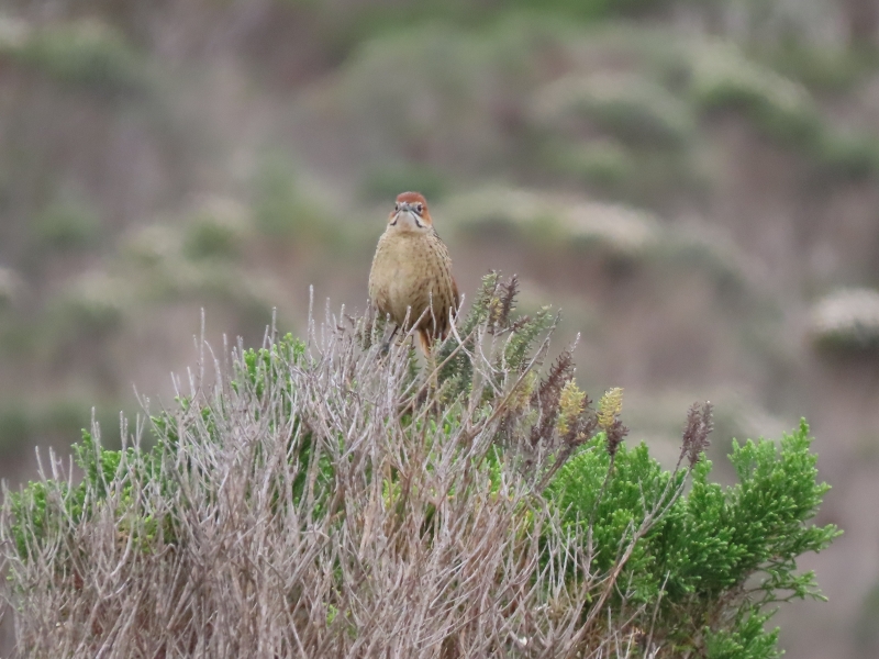 Cape Grassbird in Quoin Point area 27 Jul 19